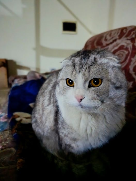 Mushuk Scottish fold Silver