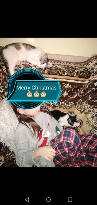 Cazare PISICI MICI ptr ÎNVĂȚARE LA LITIERA - pet sitter cu experienta