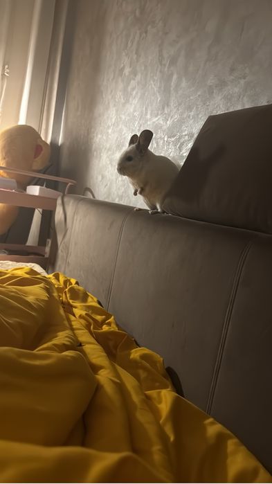 Sinsila mascul si tot ce are nevoie