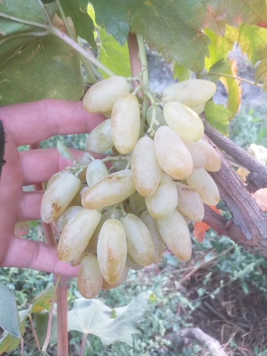 Продажа саженцев винограда