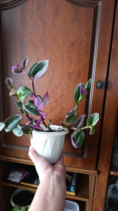 Продам красивый  Нанук