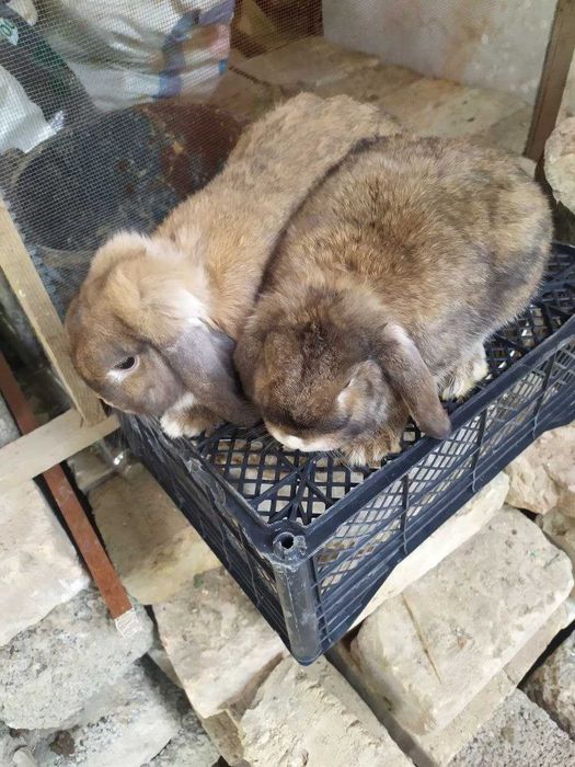 Карлик баран пара сотилади