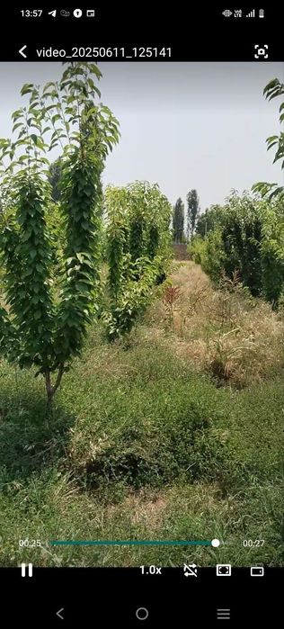 O'rta-Chirchiq 18-Sotux 7-Xona 120-Meval darxti xam bori