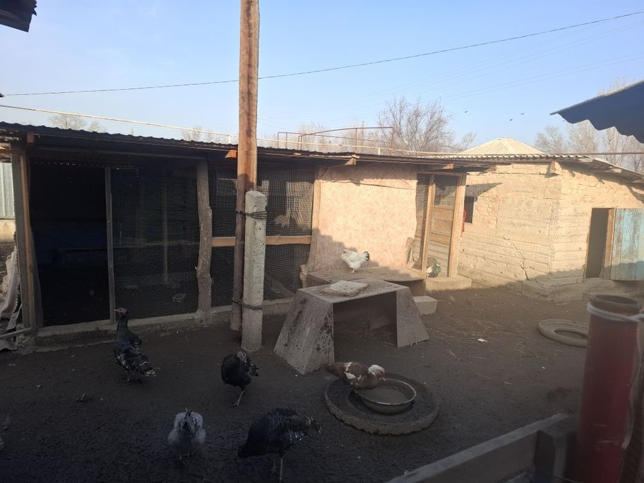 Продам дом . Үй сатылады.