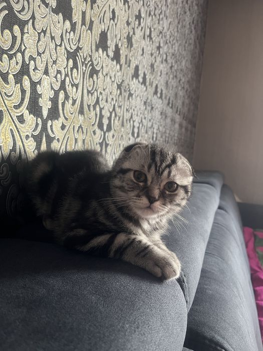 Котенок шотландец