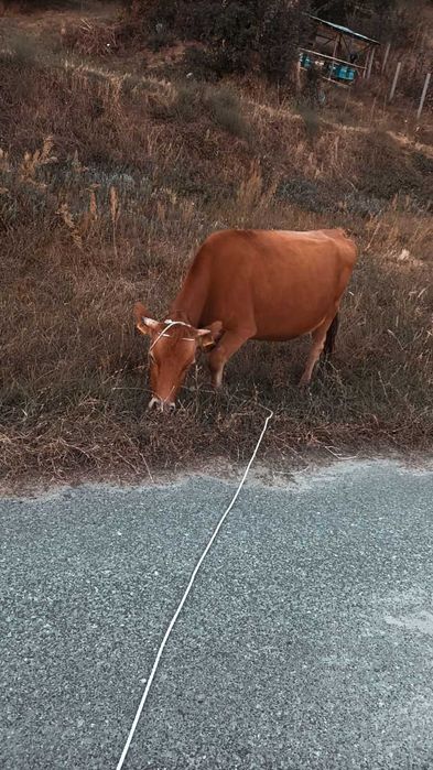 Продавам овце и крави