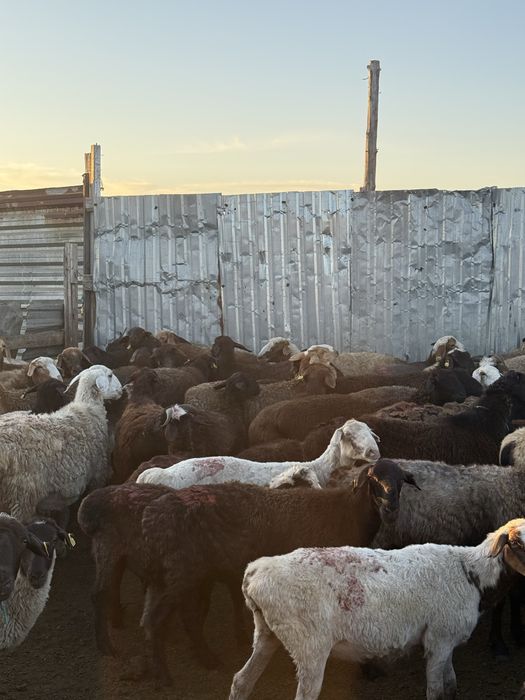 Продам баран в шахтинске