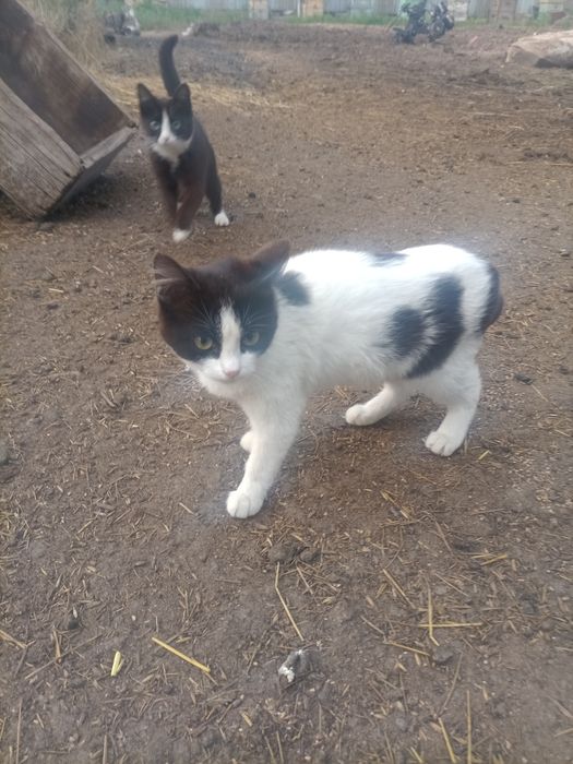 Отдам бесплатно кошку