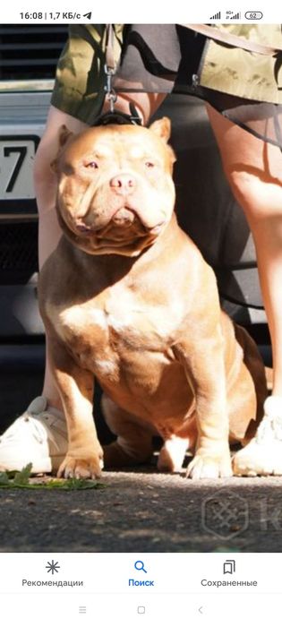 Американский булли( вязка(