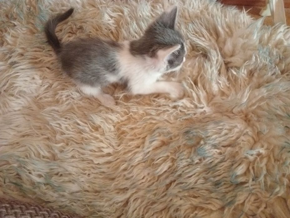 Mushuk bolasi sotiladi