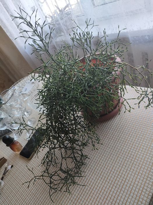 Цветок Хатиора солеросовая