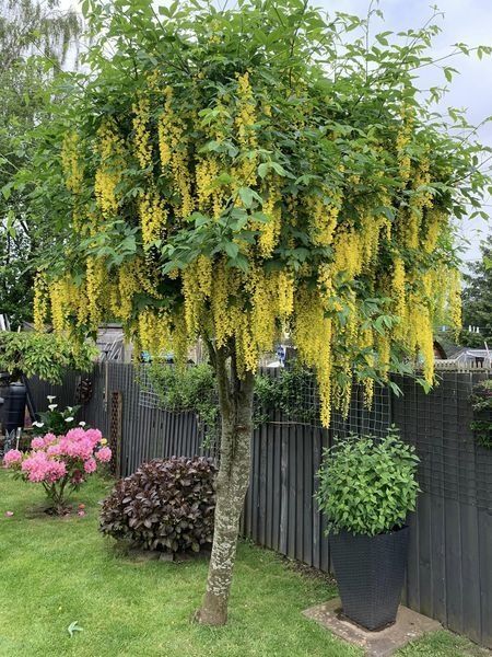 Salcam parfumat galben , rosu , roz , alb , mov