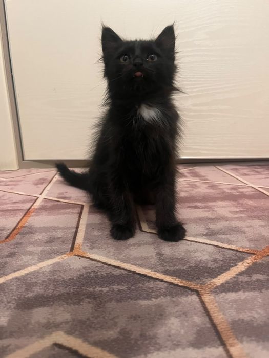 Отдам котенка в добрые руки