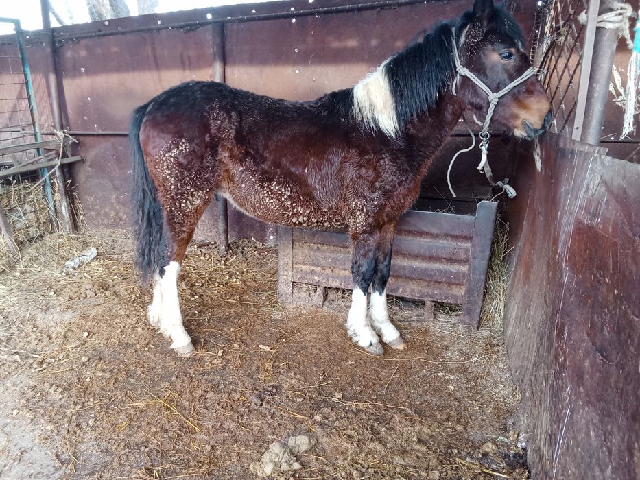 Тай сатылады семиз