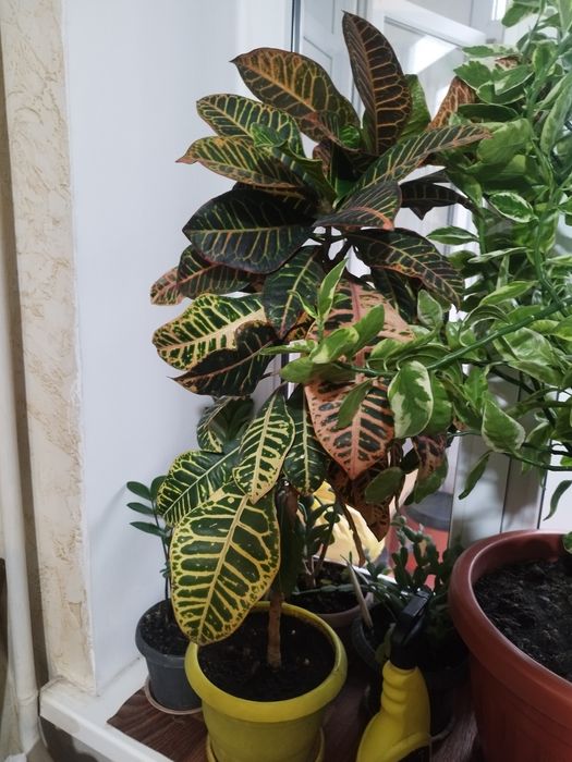 Продам комнатные растения