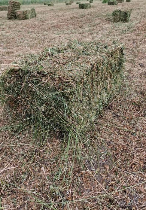 Сено в тюках люцерна