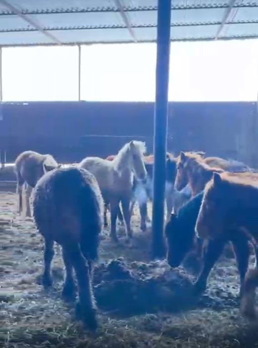 Жеребята Жабагы