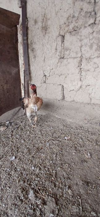 Дакан тауыықтар сатылады