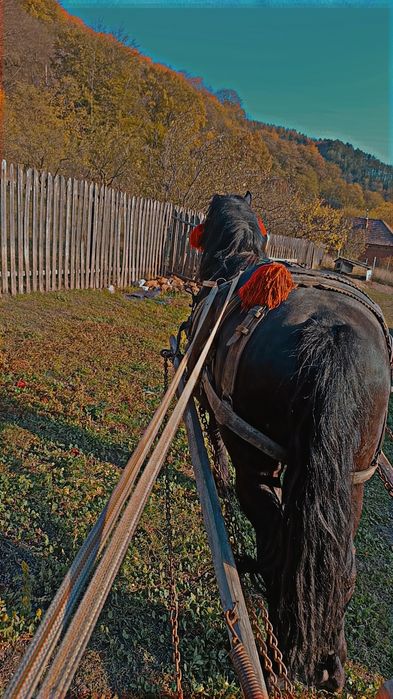 Vând carlan de 3 ani