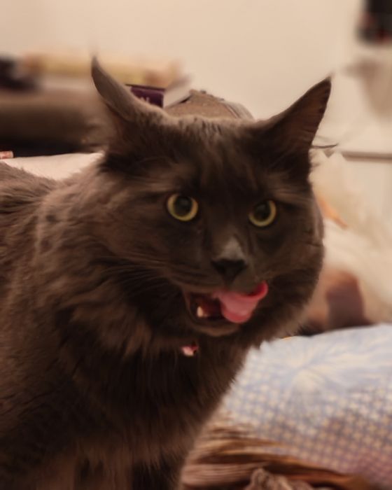 Вязка кота нибелунг