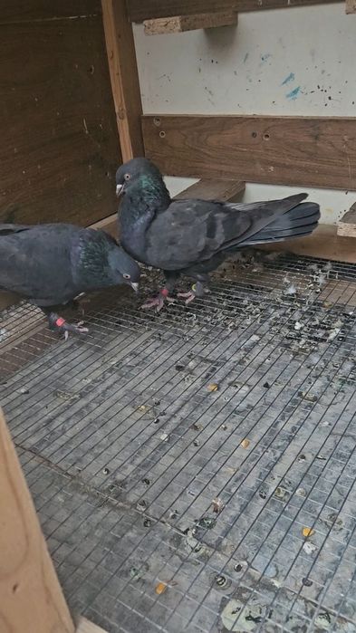 Голуби такла арап