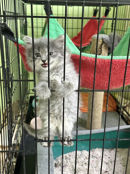 Котята-девочки в добрын руки