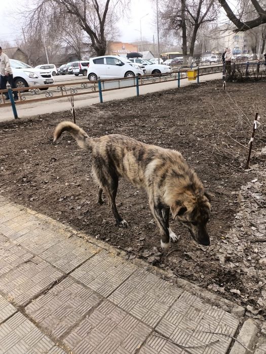 Отдам щенят мальчики и девочки