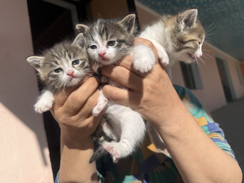 Отдам кошку бесплатно