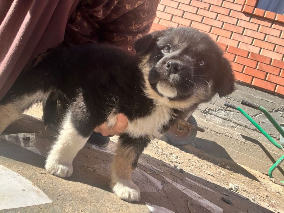 шенок дворняшка тегин