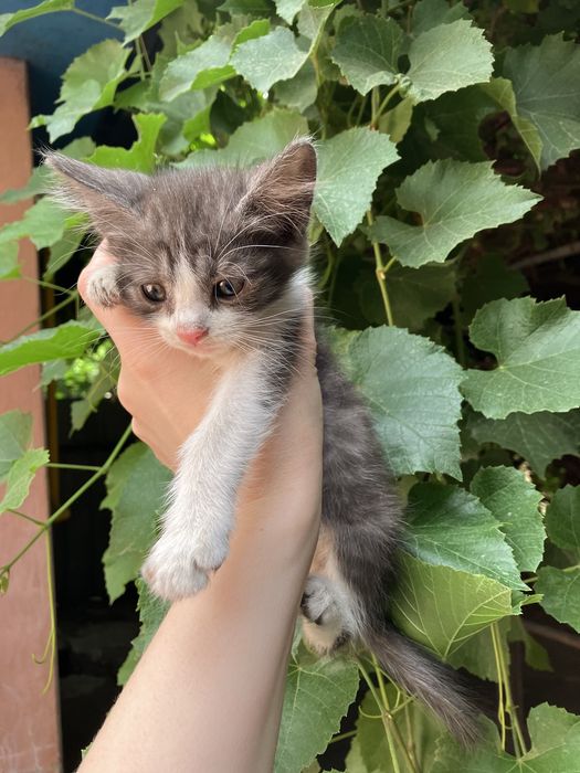 2 кота отдам в добрые руки