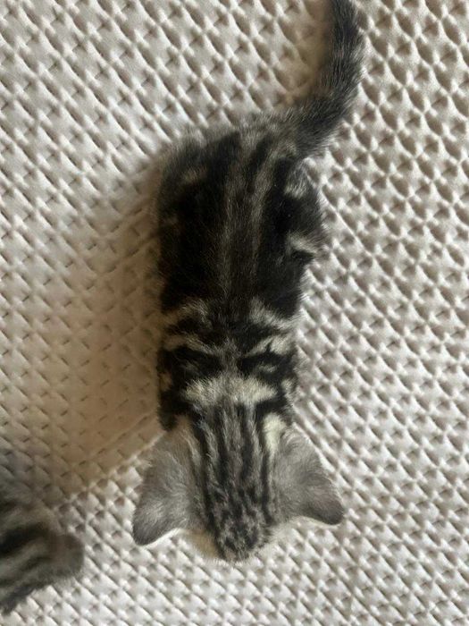 Котята породистые