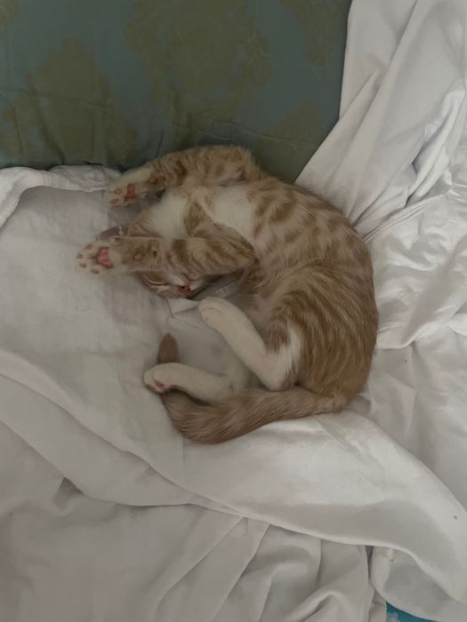 Игривый котенок 4 месяца