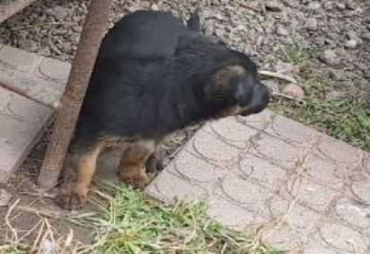 Отдаю в хорошие руки щенков