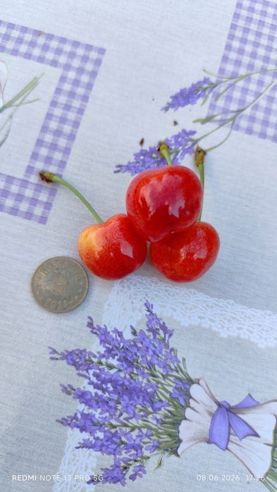 Cireșe mari și cărnoase înăuntru