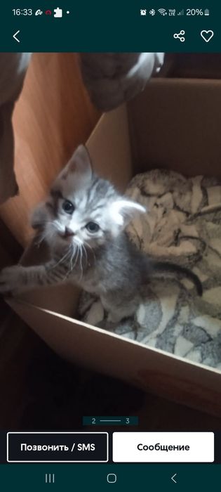 Котята крысоловы