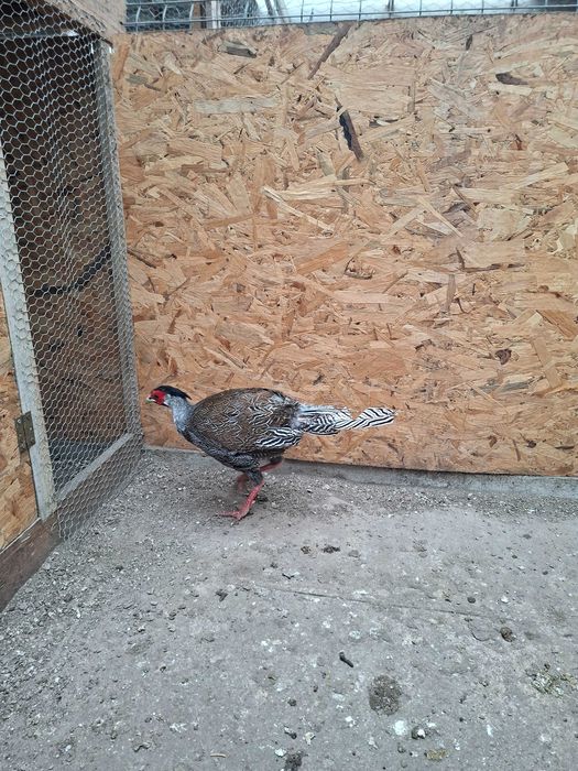 Fazani argintii 2025