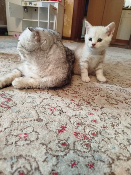 Шотландские котята