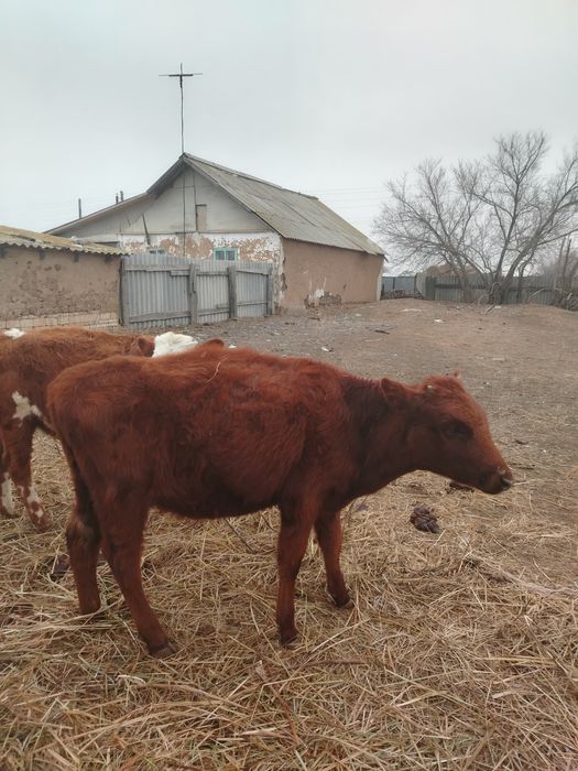 Продаётся бички, телачки