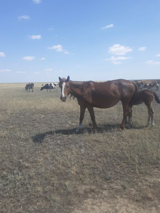 Продам кобылу  цена 700 тыс