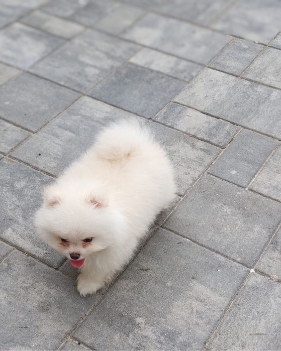 Pomeranian mascul