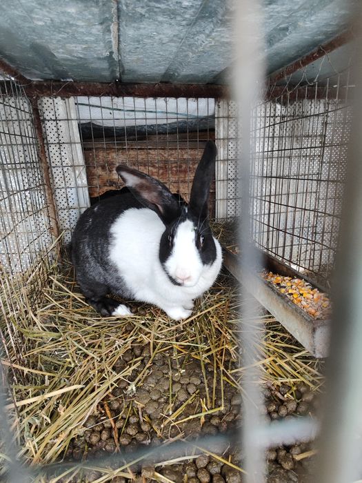 Hycole francez cu noua iepurași