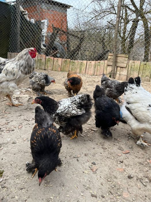 Cocoș    și puicuțe brahman  9 buc