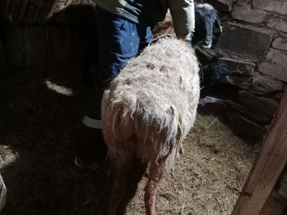 Бараны жирный болшой