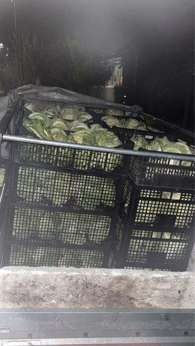 Se vinde conopida doar en-gros