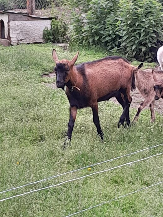 Țapi alpini francezi puri singe