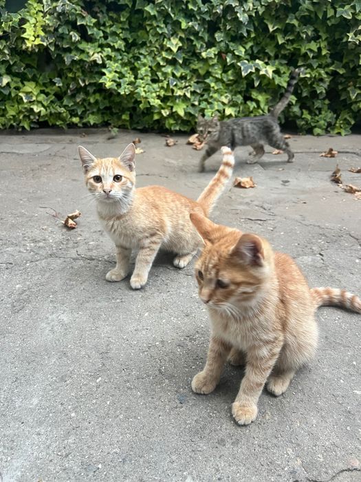 Подарявам котенца