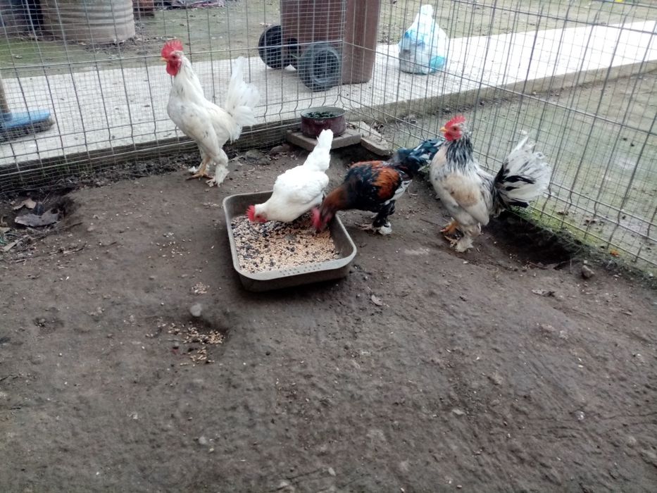 Vând găini și cososi pitici