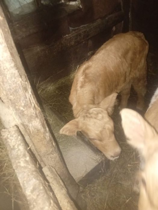 Продам тёлочку недельную