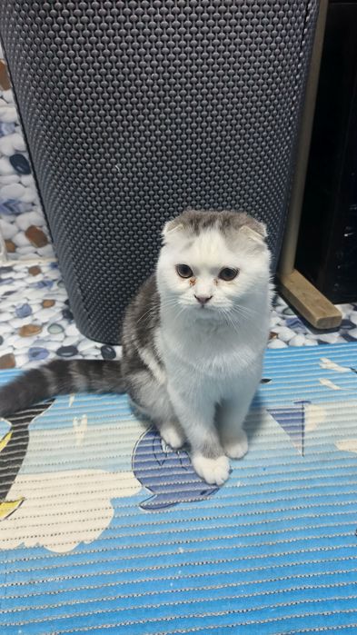 Mushuk scottish fold 3 oylik