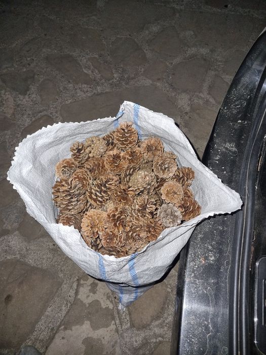 Conuri de pin mari si mici